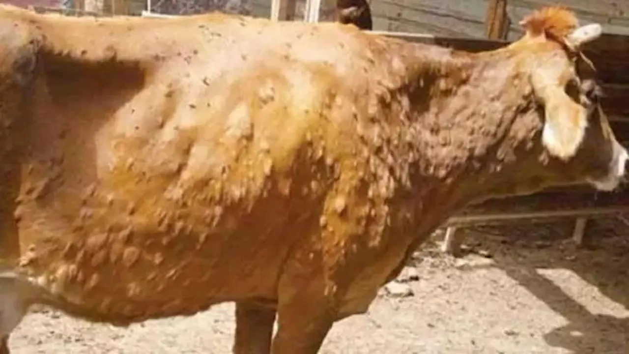 مرض الجلد العقدي يضرب 830 ألف رأس ماشية في 2025